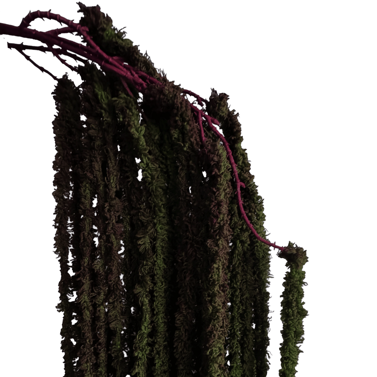 Cascading Millet Grass Stem — Forest Green