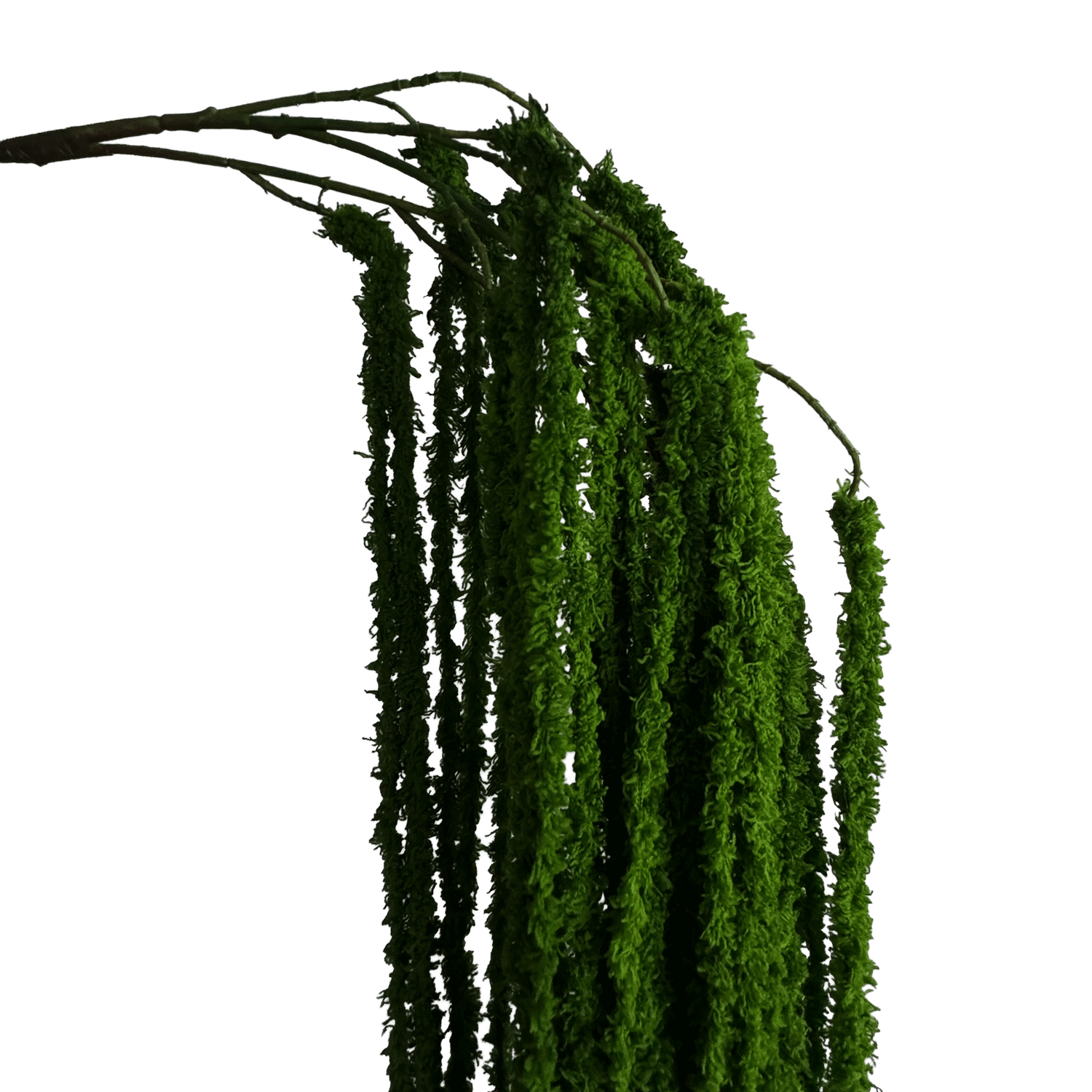 Cascading Millet Grass Stem — Bright Green