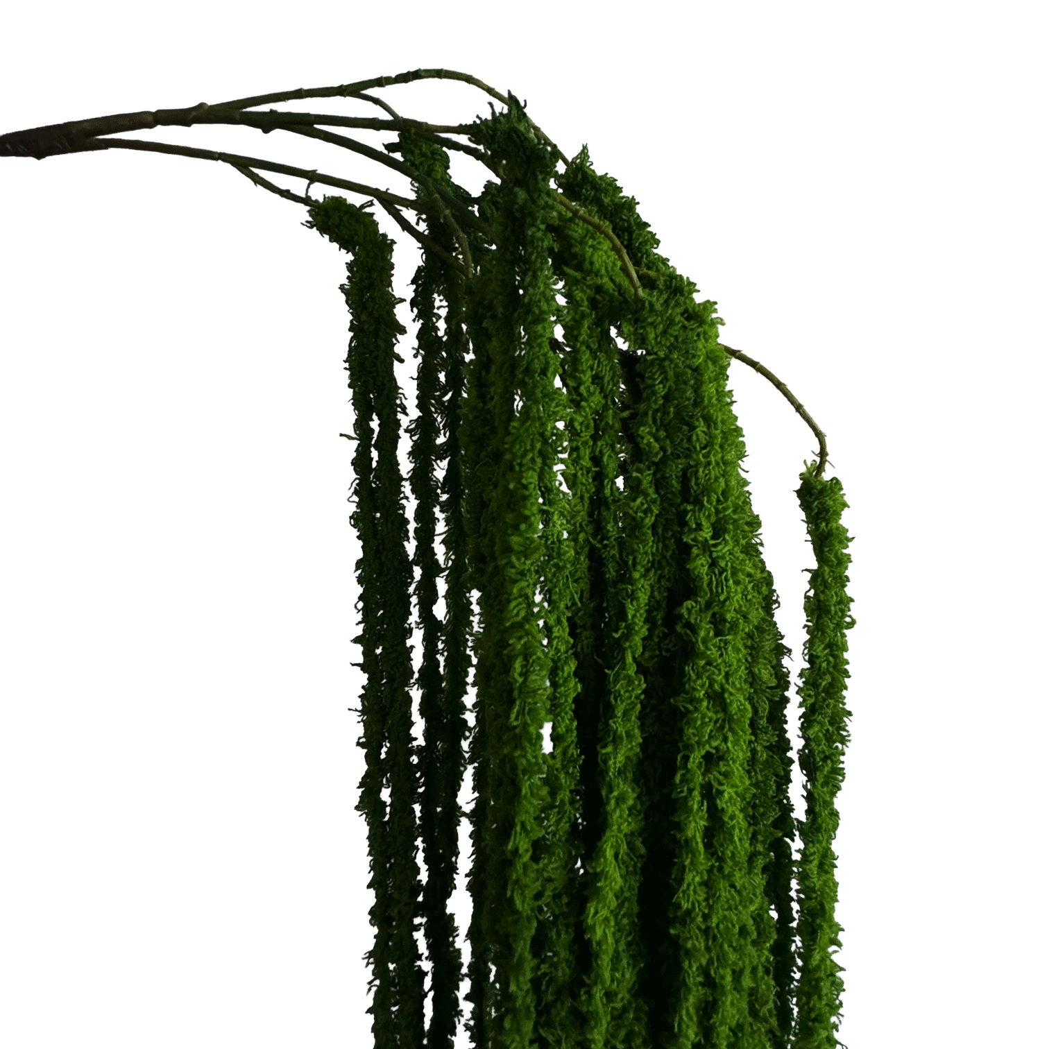 Cascading Millet Grass Stem — Bright Green