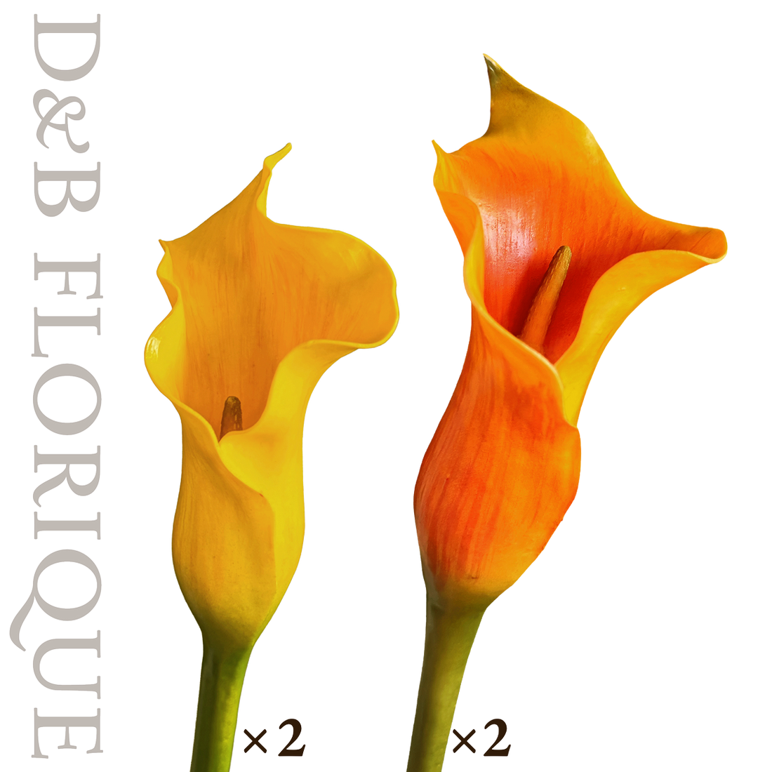 Warm Light Calla (4 stems)