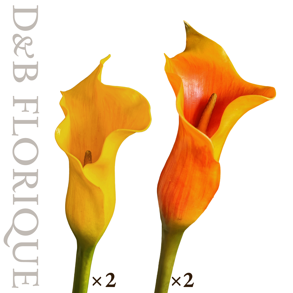 Warm Light Calla (4 stems)