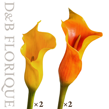 Warm Light Calla (4 stems)