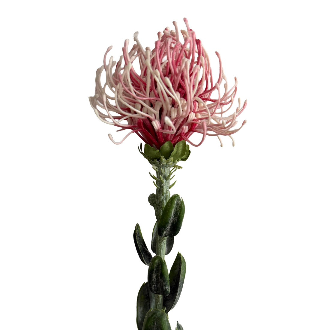 Leucospermum — Baby Pink