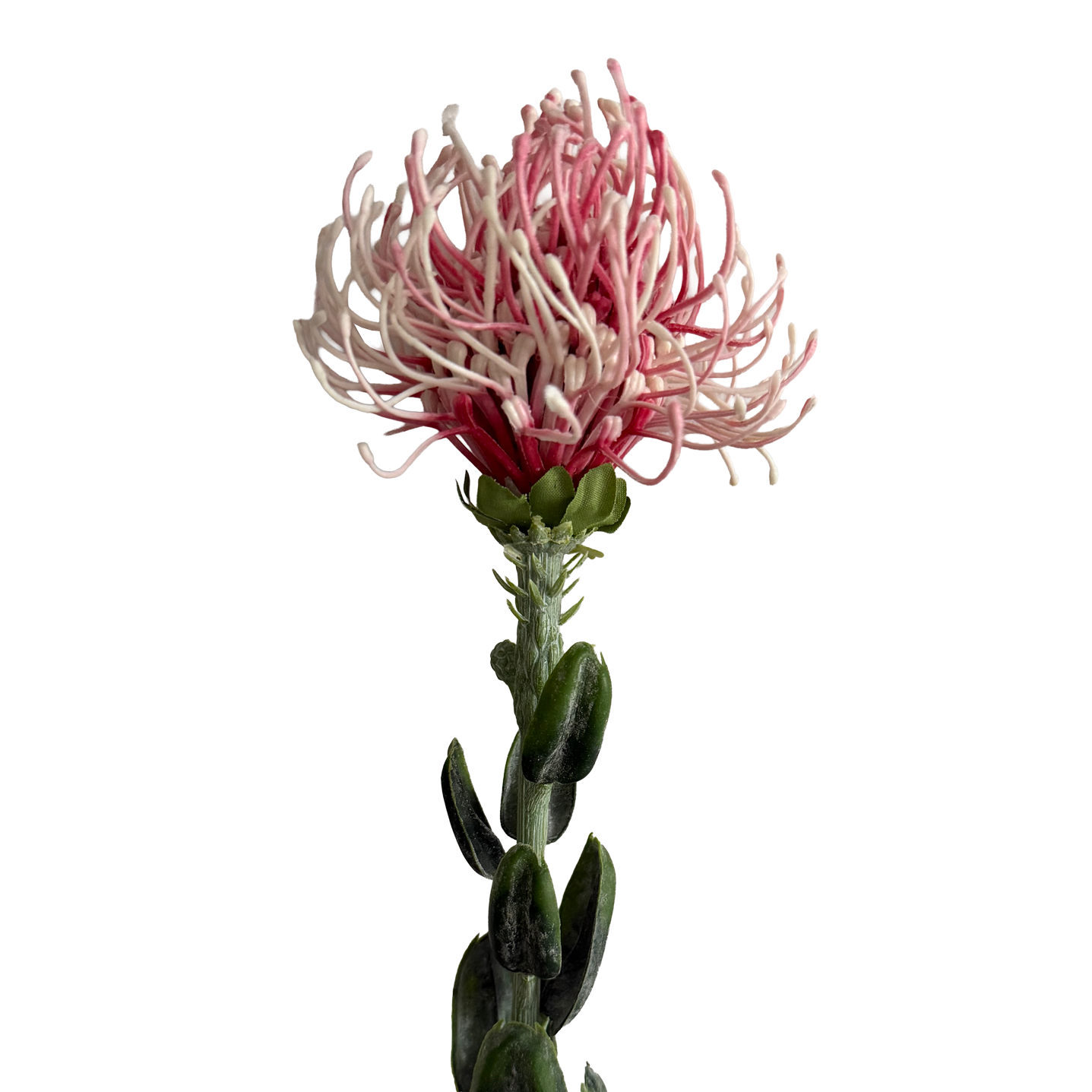 Leucospermum — Baby Pink
