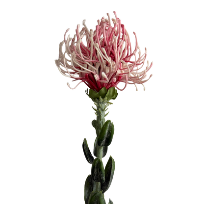 Leucospermum — Baby Pink