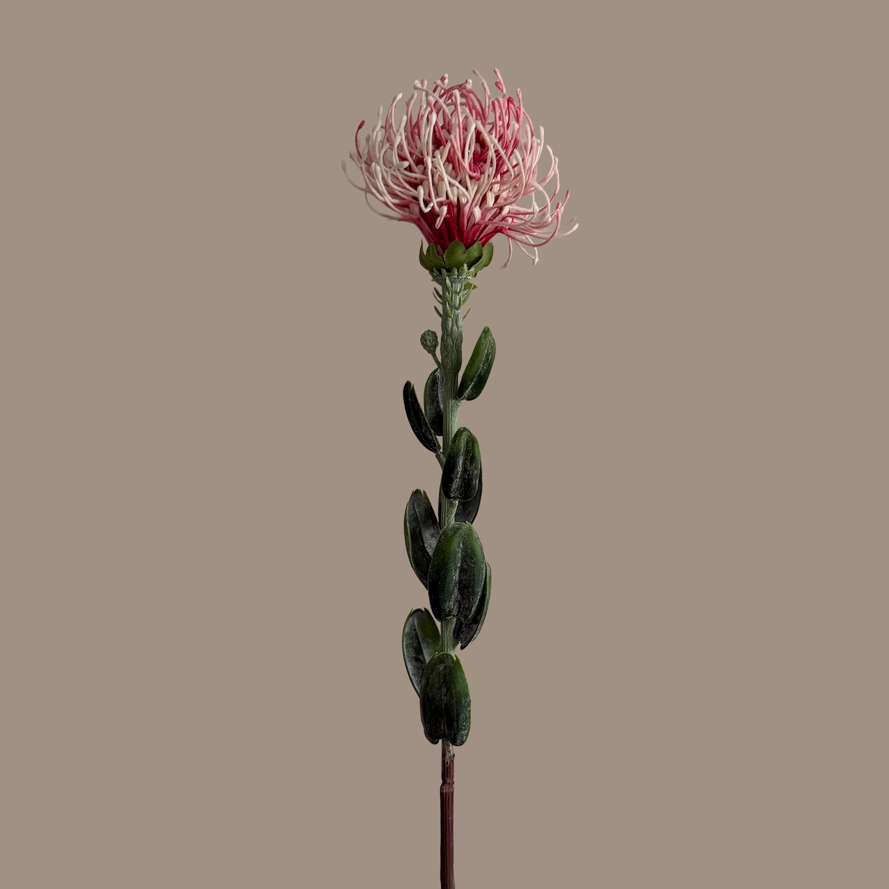 Leucospermum — Baby Pink