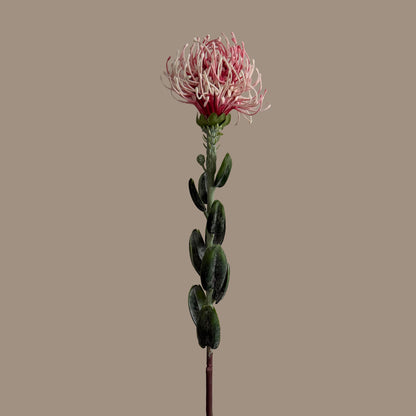 Leucospermum — Baby Pink