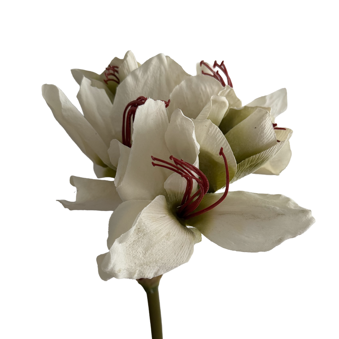 Clivia — Heritage White