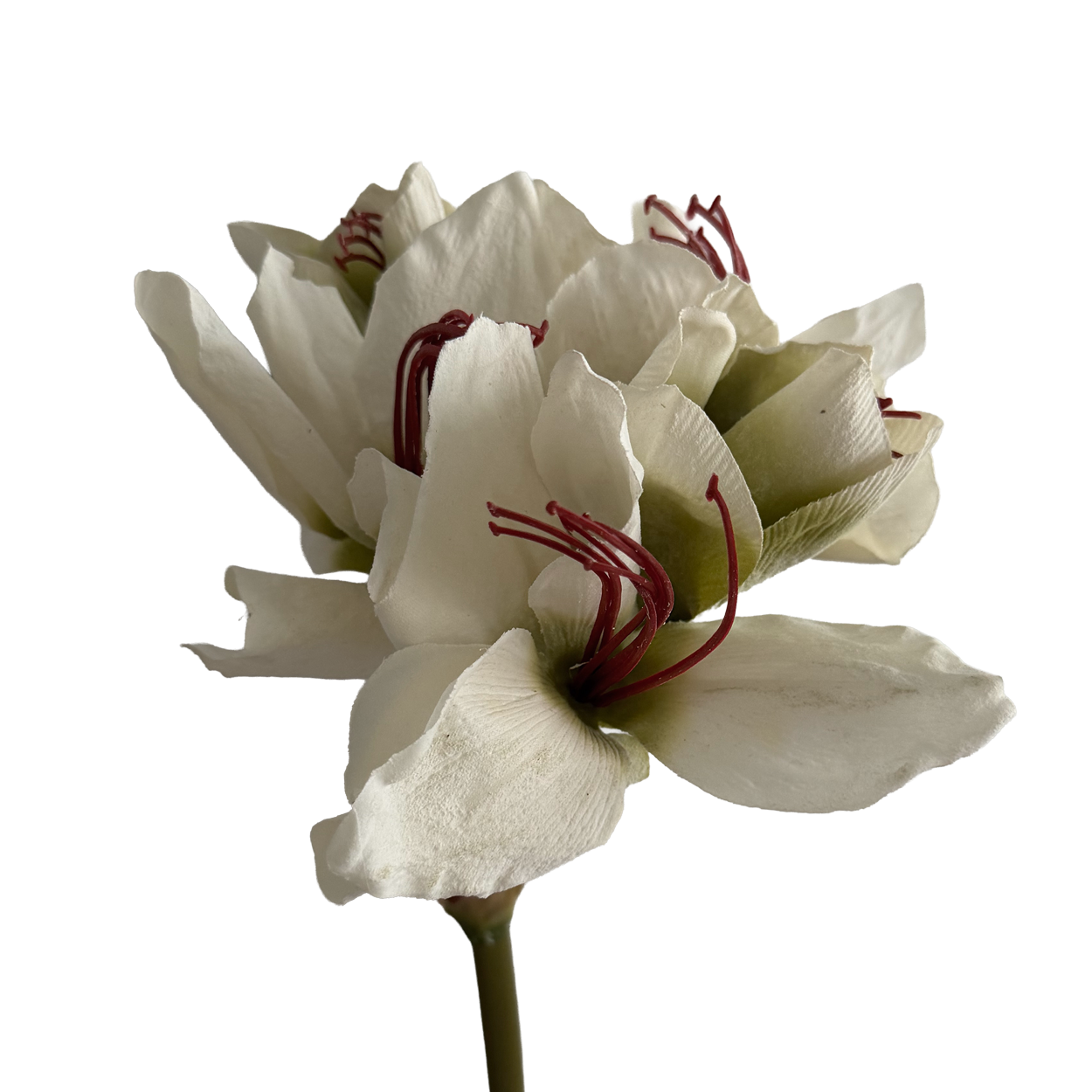 Clivia — Heritage White