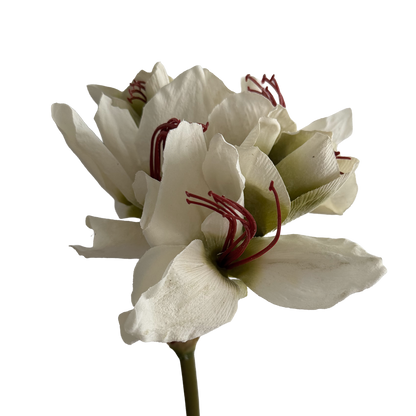Clivia — Heritage White
