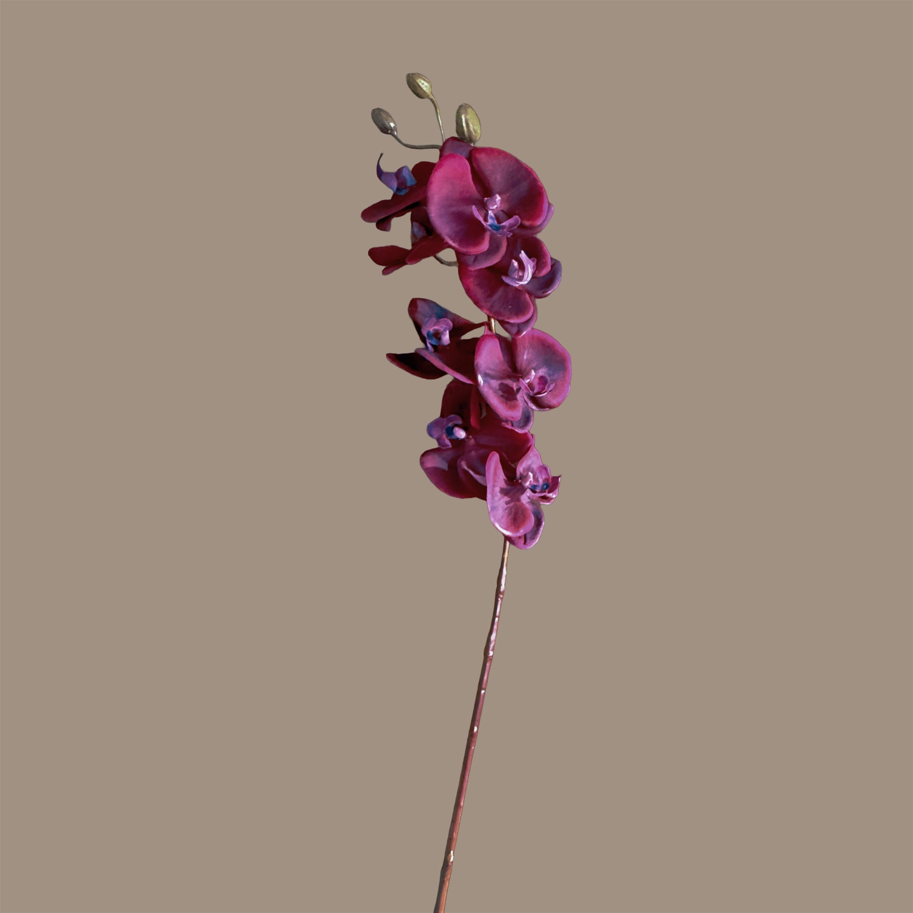 Profile-Slim Phalaenopsis Orchid — Amethyst Fuchsia