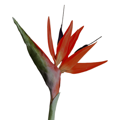 Strelitzia (Bird of Paradise) — Fire Orange &amp; Violet