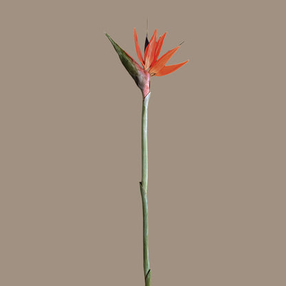 Strelitzia (Bird of Paradise) — Fire Orange &amp; Violet