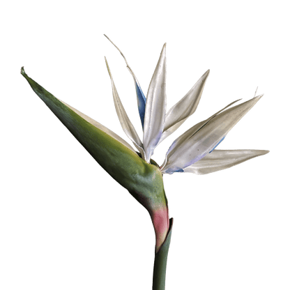 Strelitzia (Bird of Paradise) — Porcelain White &amp; Cobalt