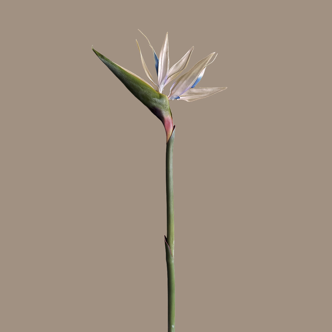 Strelitzia (Bird of Paradise) — Porcelain White &amp; Cobalt