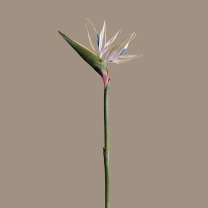 Strelitzia (Bird of Paradise) — Porcelain White &amp; Cobalt