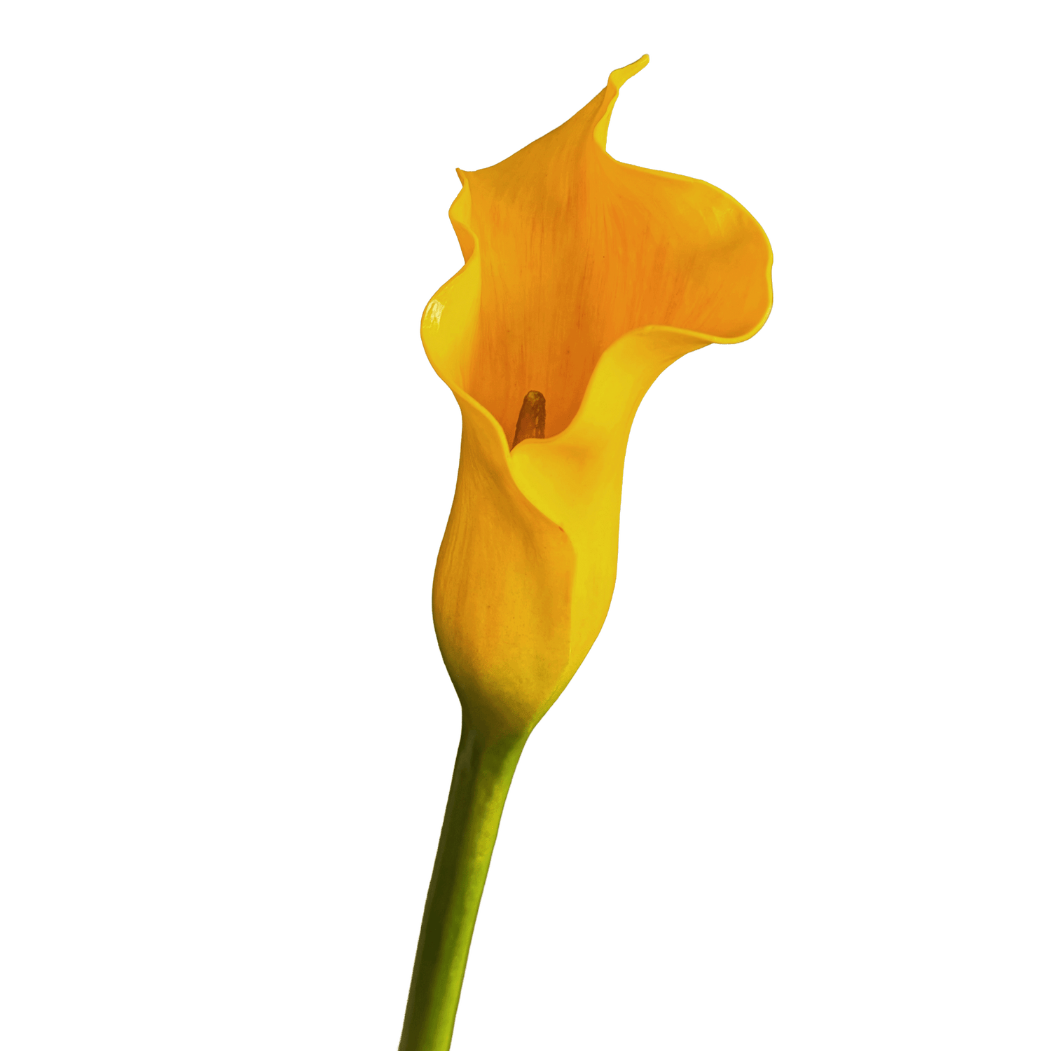 Calla Lily — Vibrant Yellow