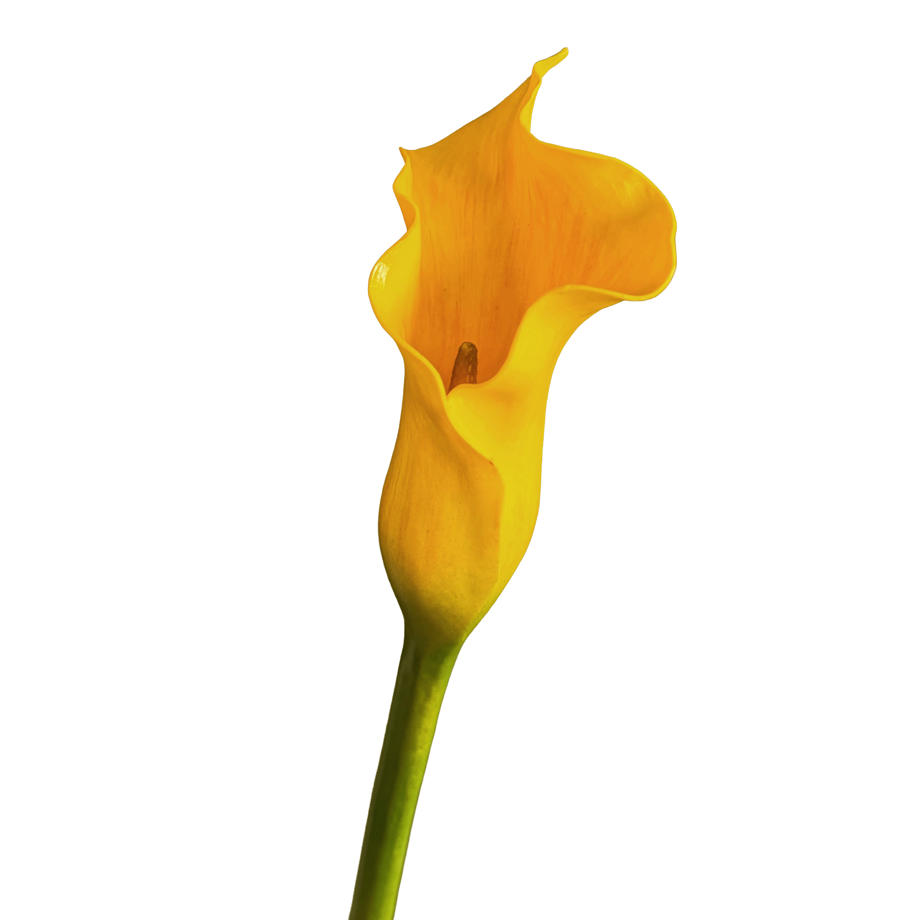 Calla Lily — Vibrant Yellow