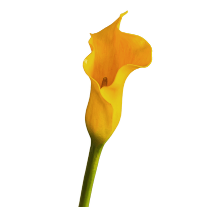 Calla Lily — Vibrant Yellow