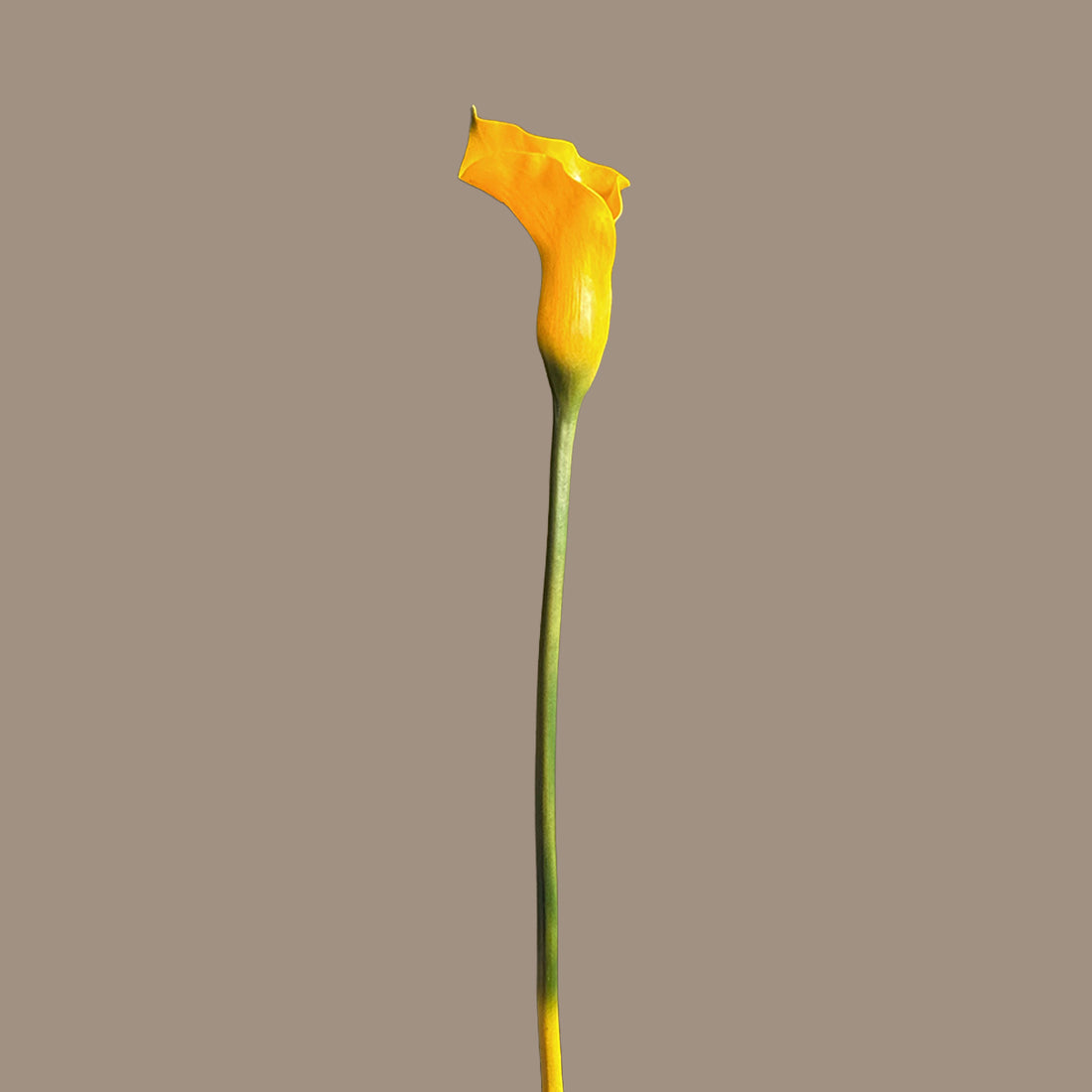 Calla Lily — Vibrant Yellow