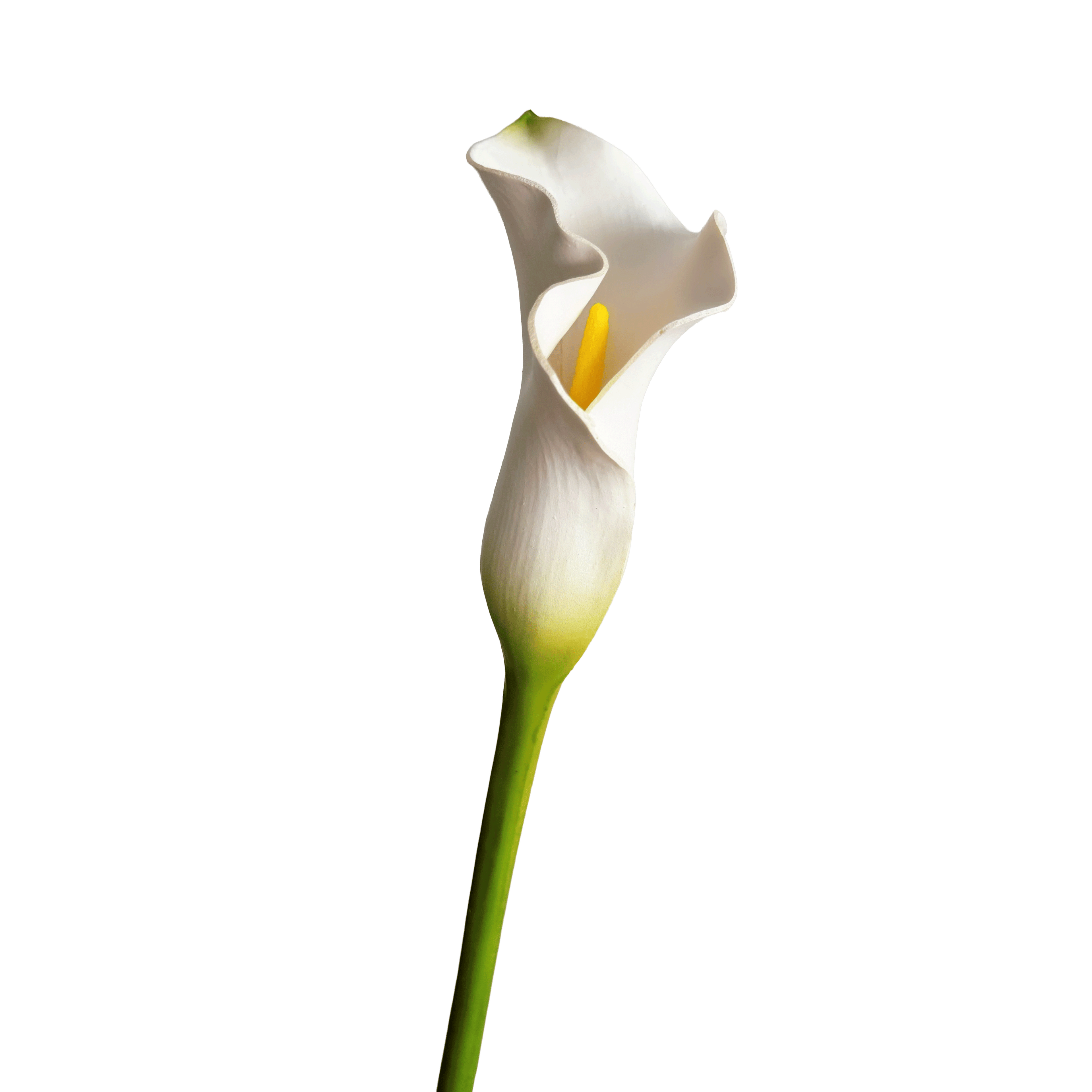 Calla Lily — Cream Ivory