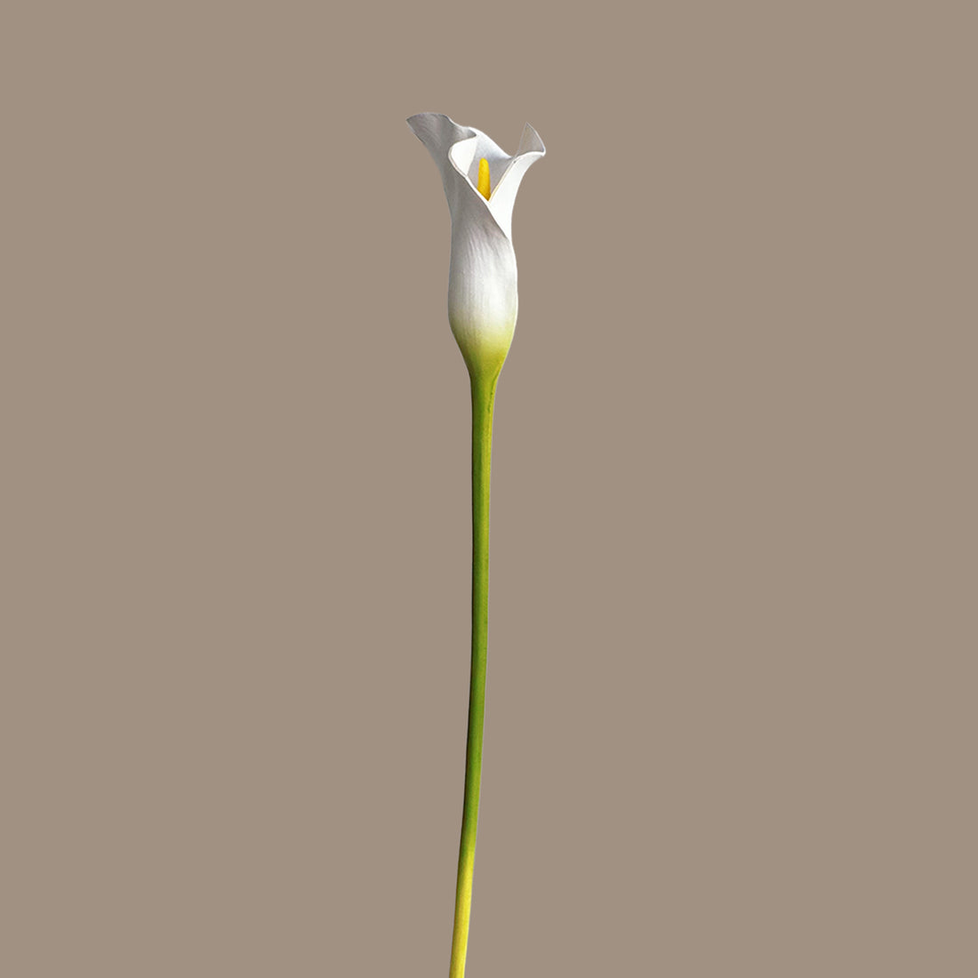 Calla Lily — Cream Ivory