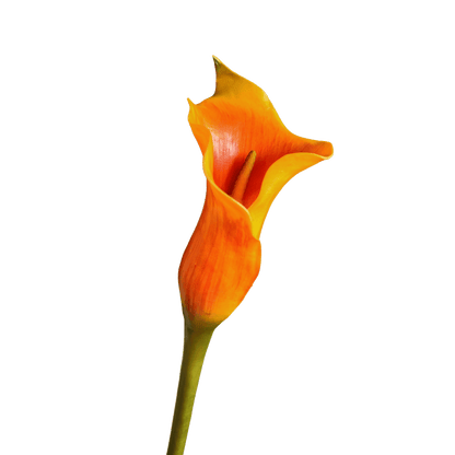Calla Lily — Ember Orange
