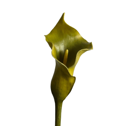 Calla Lily — Moss Green