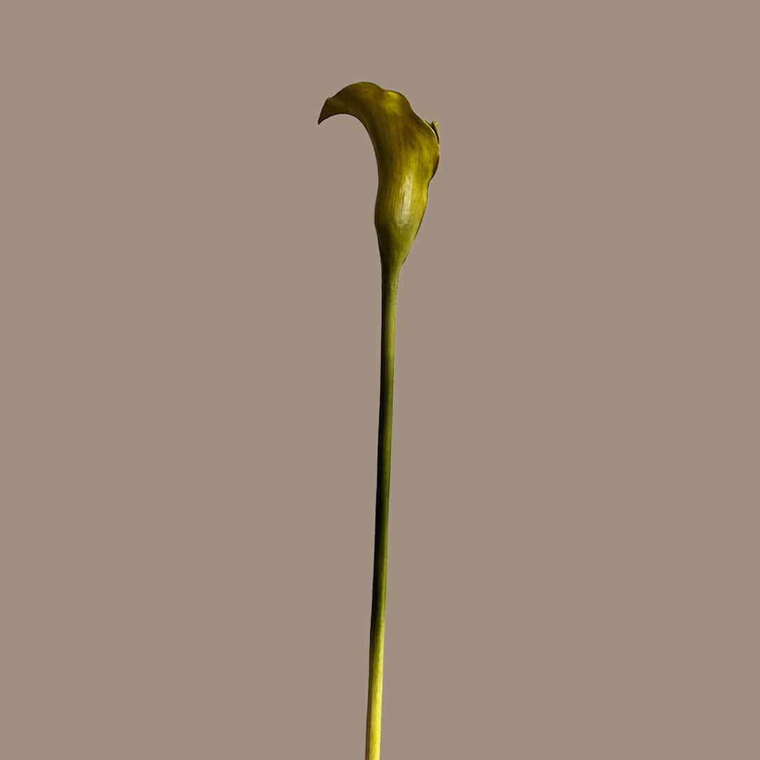 Calla Lily — Moss Green