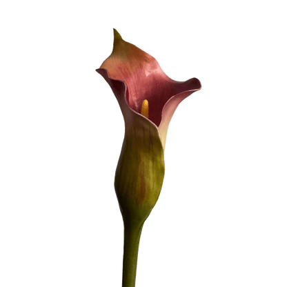 Calla Lily — Rouge Forest