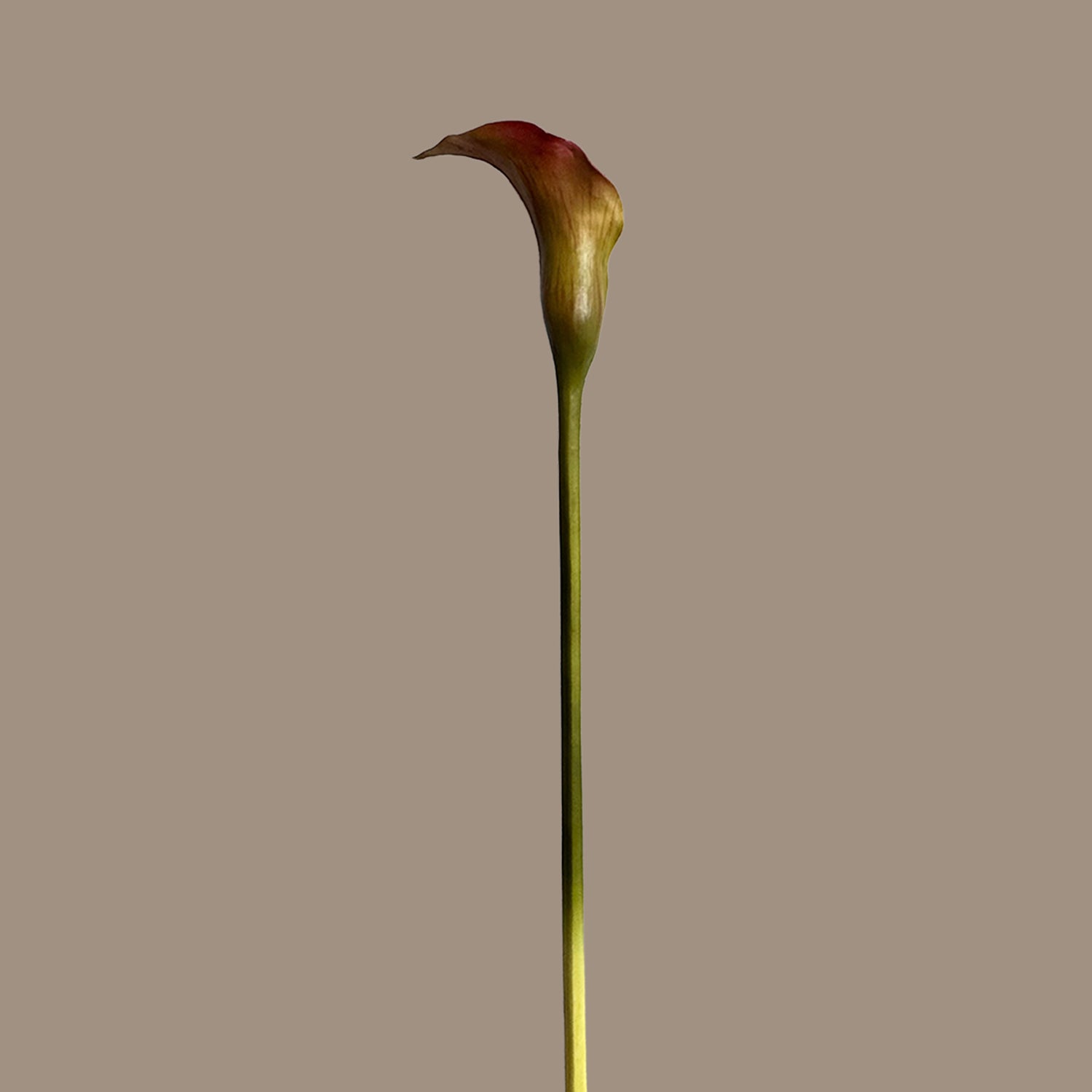Calla Lily — Rouge Forest
