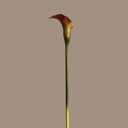 Calla Lily — Rouge Forest