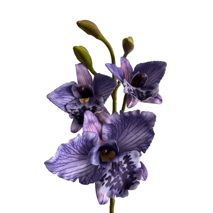 Cattleya Orchid — Vivid Purple