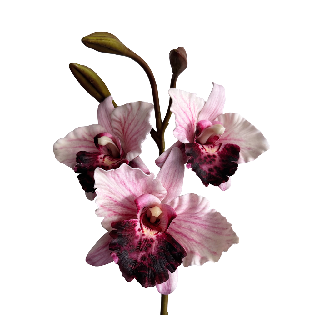 Cattleya Orchid — Misty Pink