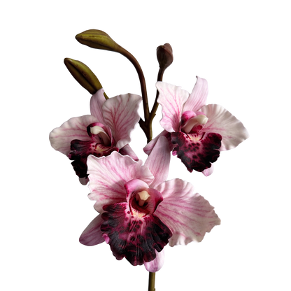 Cattleya Orchid — Misty Pink