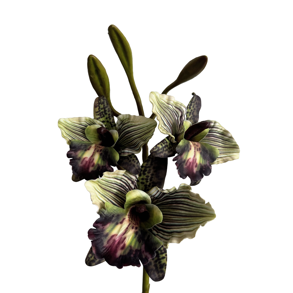 Cattleya Orchid — Smoky Green