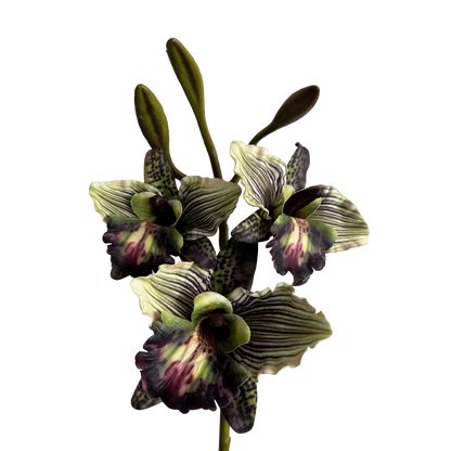 Cattleya Orchid — Smoky Green