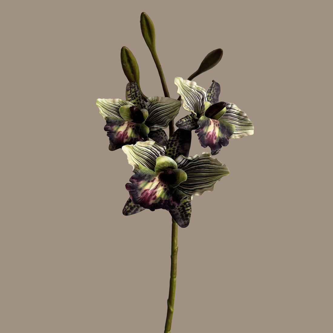 Cattleya Orchid — Smoky Green