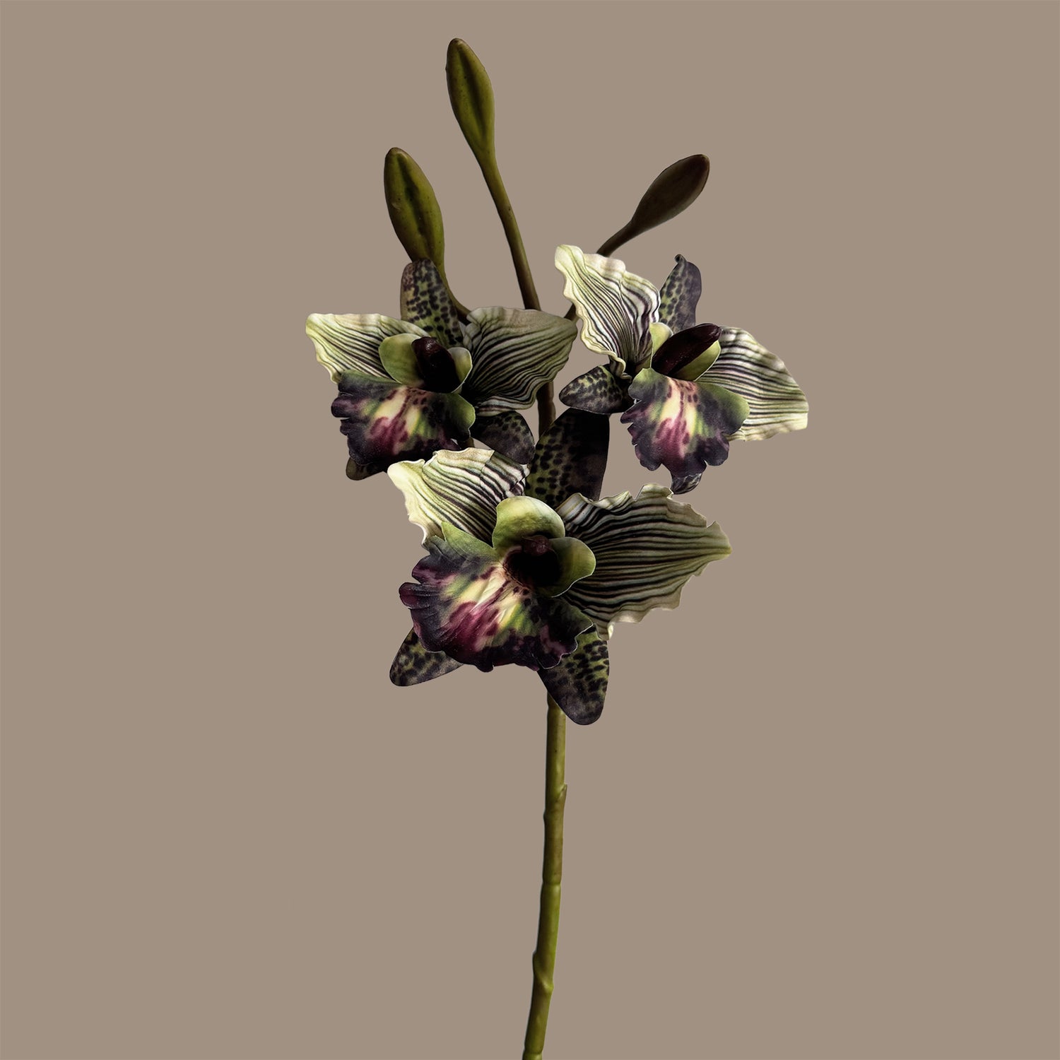 Cattleya Orchid — Smoky Green