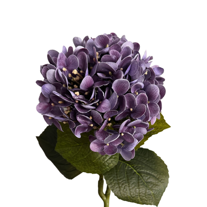 Graceful Hydrangea — Haze Purple