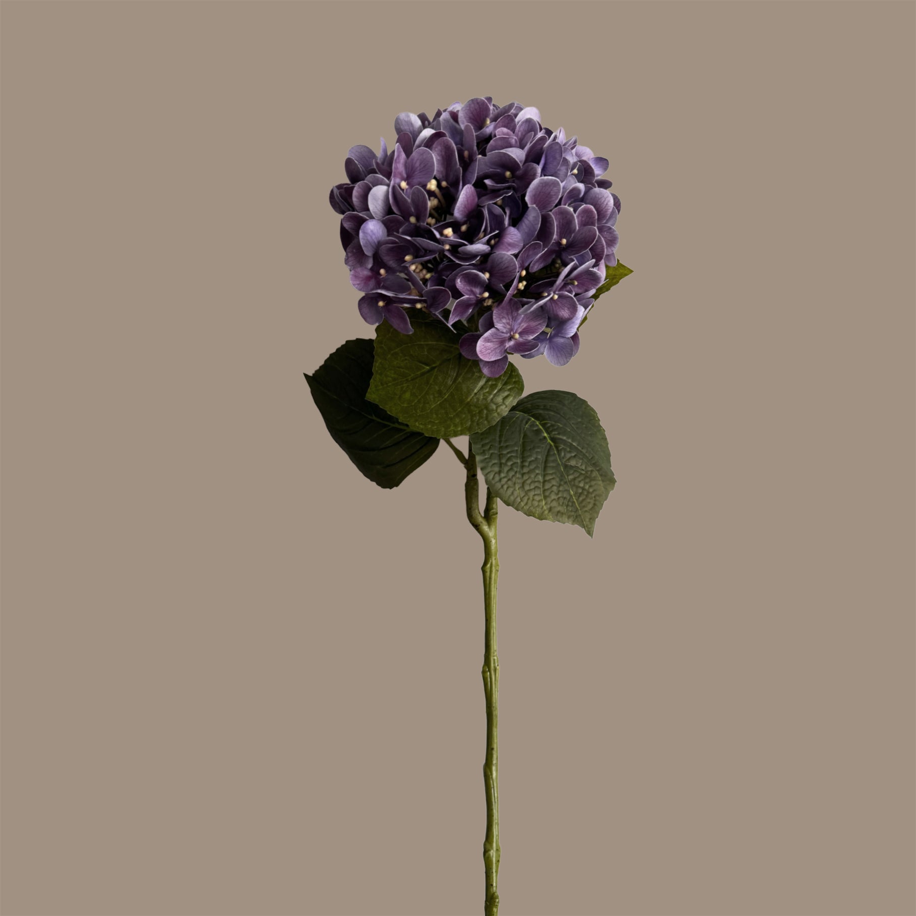 Graceful Hydrangea — Haze Purple