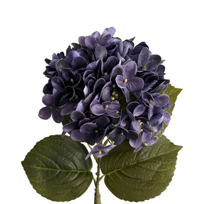 Graceful Hydrangea — Cobalt Violet