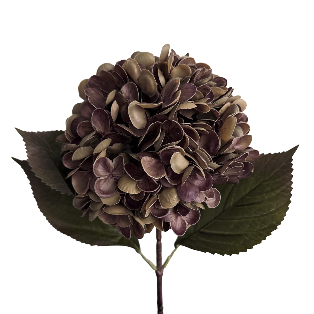 Gracious Hydrangea — Fallen Leaf