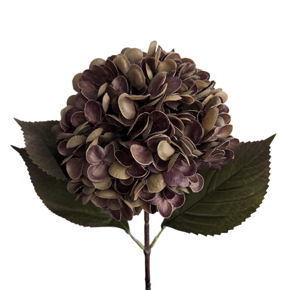 Gracious Hydrangea — Fallen Leaf