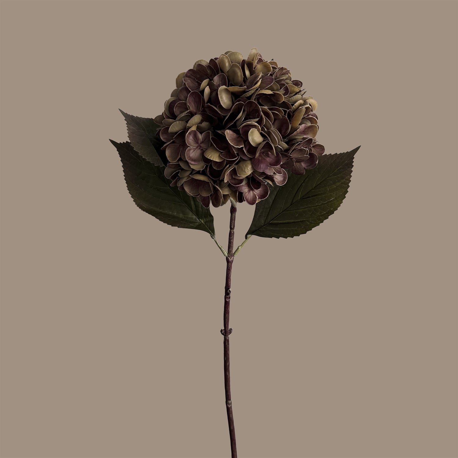 Gracious Hydrangea — Fallen Leaf