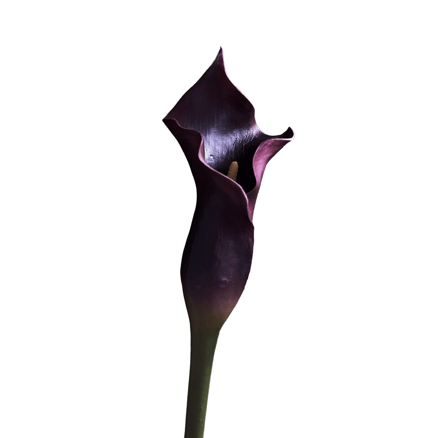Calla Lily — Aubergine Violet