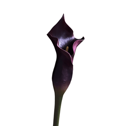 Calla Lily — Aubergine Violet