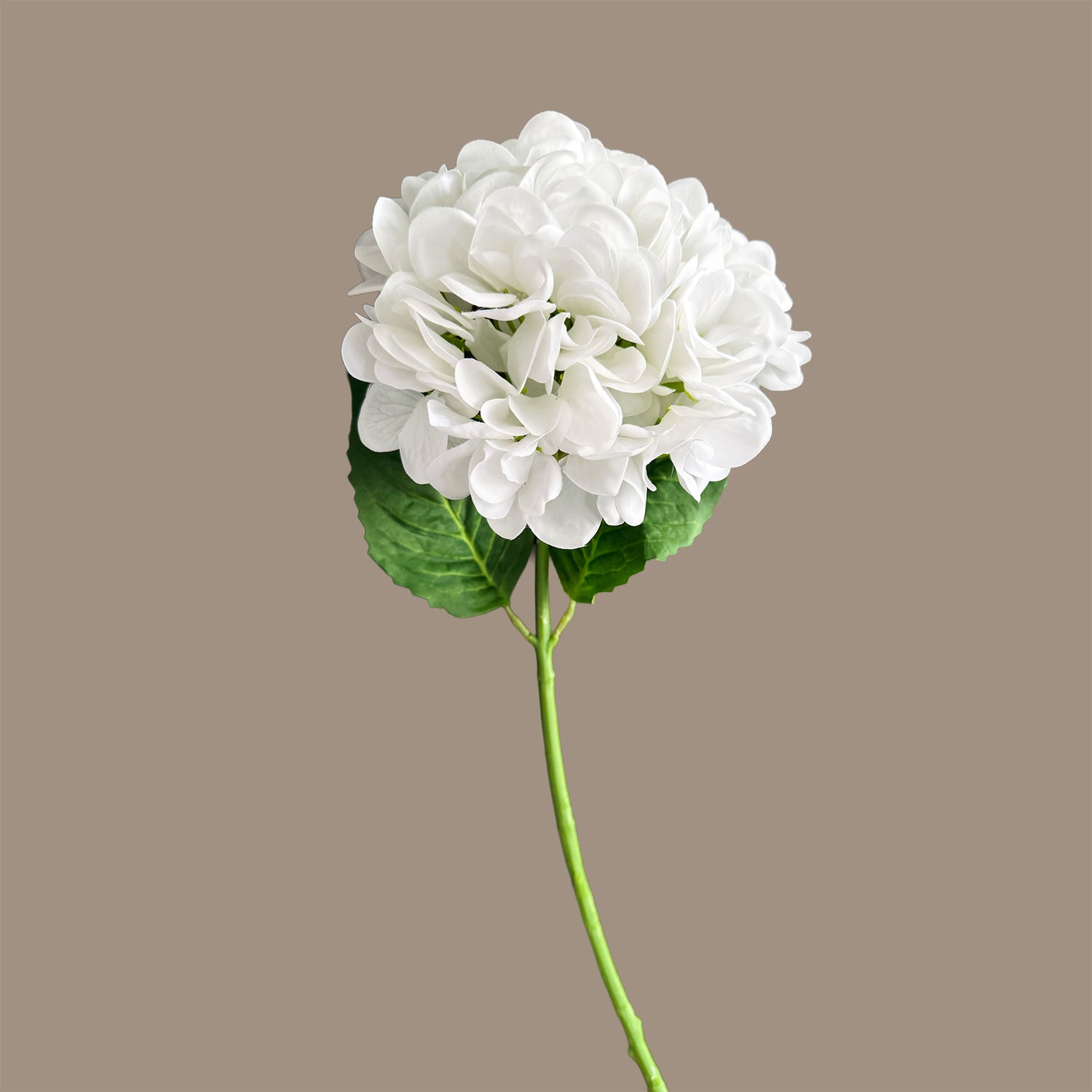 Hydrangea — Mist White