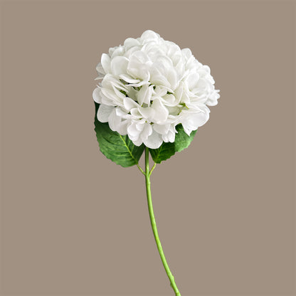 Hydrangea — Mist White