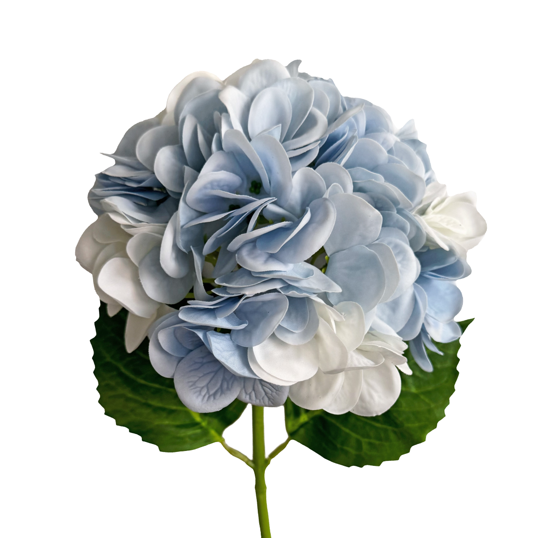 Hydrangea — After Rain Blue White